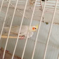 عروس هلندی|پرنده|مشهد, کوی المهدی|دیوار