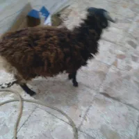 گوسفندنر|حیوانات مزرعه|رشت, پل تالشان|دیوار