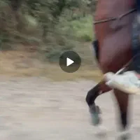 نریان  کهر نژاد دار جهت کشش