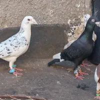 کفتر کبوتر سار. راست. طوقی .قره.