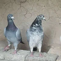 کفترپلاکی|پرنده|یزد, |دیوار