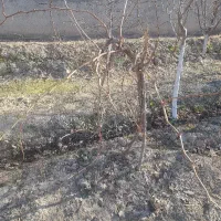 میم انگور سیاه سردشتی