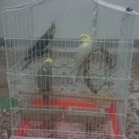 عروس هلندی|پرنده|تهران, والفجر (افسریه)|دیوار