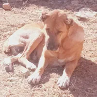 واگذاری ۲قلاده سگ گله|سگ|مشهد, تبادکان|دیوار