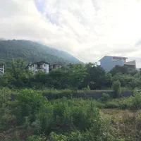 فروش زمین جنگلی باسند تک برگ|فروش زمین و ملک کلنگی|چابکسر, |دیوار