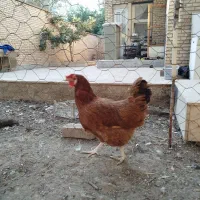 مرغ و خروس فروشی