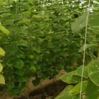 اجاره یا مشارکت زمینی به مساحت 4000متر با آبو..