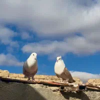 کلاغ کربلایی ،کربلایی، کلسفید