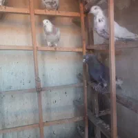 کفتر تهرانی