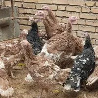 15بوقلمون|حیوانات مزرعه|سمیرم, |دیوار