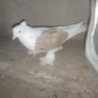 کبوتر|پرنده|قم, چهل درخت‎|دیوار