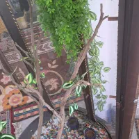 قفس پرنده|لوازم جانبی حیوانات|سیرجان, |دیوار