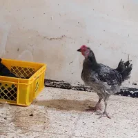 جوجه خروس گلین 6ماهه