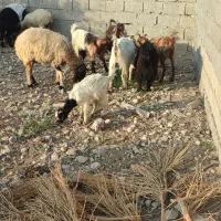 بز دو رگ  جم|حیوانات مزرعه|جم, |دیوار