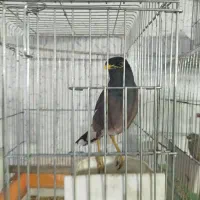 مینا صحبت کن