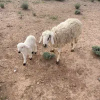 میش|حیوانات مزرعه|سیرجان, |دیوار