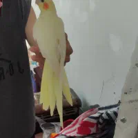 یک جفت عروس هلندی