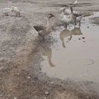 غاز درشت ۳عدد نر و ۴عدد ماده تخم گذار