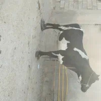 گاو آبستن ۸ماه در شادگان|حیوانات مزرعه|اهواز, امانیه|دیوار