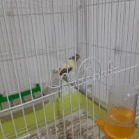 قناری نر|پرنده|اسلام‌شهر, مظفریه|دیوار