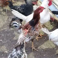 مرغ خروس