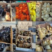 فروش انوع جوجه یکروزه در بیرجند به قیمت تهران