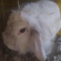 خرگوش لوپی
