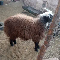 گوسفند|حیوانات مزرعه|نیمبلوک, |دیوار