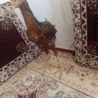 جوجه لاری|حیوانات مزرعه|سمنان, |دیوار