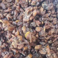 کشمش کاشمر درجه ۱ تازه امسالی عمده عمده