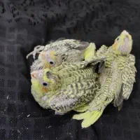 جوجه عروس هلندی مرواریدی زعفرونی|پرنده|شیراز, کرونی(خاتونک)|دیوار