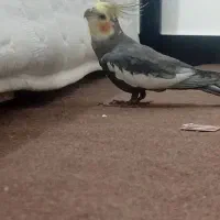 عروس هلندی گمشده