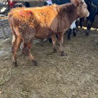 فروش تعدادبیست راس دورگ گیل|حیوانات مزرعه|جوادآباد, |دیوار