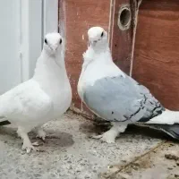 جفت کبوتر بلژیکی نوک موش سینه فر کاکلی پرپا