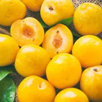 پیش فروش نهال آلو زرد گوگان