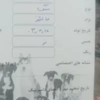سک خونکی|سگ|چهاردانگه (تهران), |دیوار
