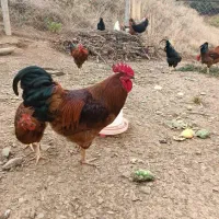 فروش خروس گوشتی