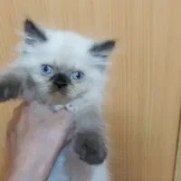 پیشی ملوس|گربه|بجنورد, |دیوار