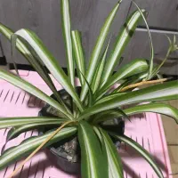 گل گندمی|گل و گیاه طبیعی|فولادشهر, A3|دیوار