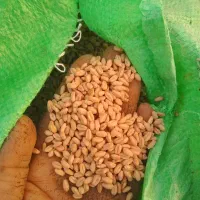 29.500|خدمات باغبانی و درختکاری|درودزن, |دیوار