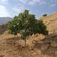 انجیرستان