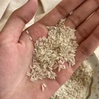 سرلاشه برنج فجر سوزنی