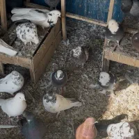 کبوتر پرشی محلات|پرنده|محلات, |دیوار