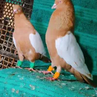 کبوتر پرنده سینه زرد استثنایی