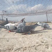 آلمانی پرشی