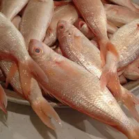 ماهی درجه یک|ماهی|خرمشهر, |دیوار