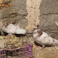 کفتر|پرنده|کهنوج, |دیوار