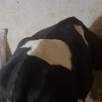 فروش گوساله|حیوانات مزرعه|سیلاخور, |دیوار