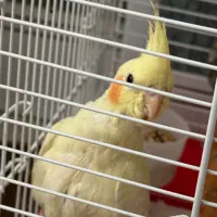 عروس هلندی لیتونو نر با قفس /لباس/غذا/قطره/جلیقه