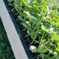 نشا هندوانه